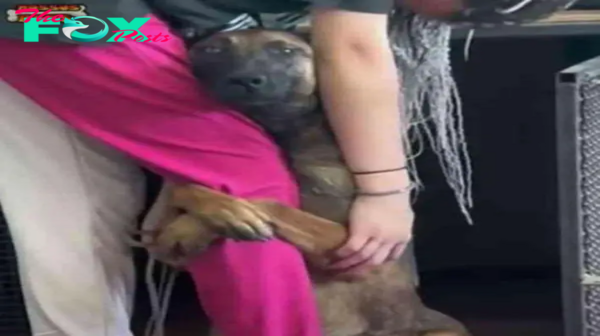 The shelter dog held onto the girl’s leg, almost pleading to be adopted, demonstrating his desperate longing for a new home.