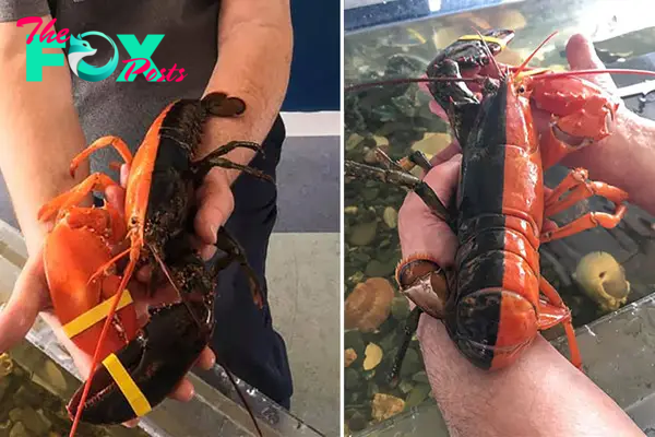 tl.This rare two-toned red and black Maine lobster is ‘1 in 50 million’ ‎