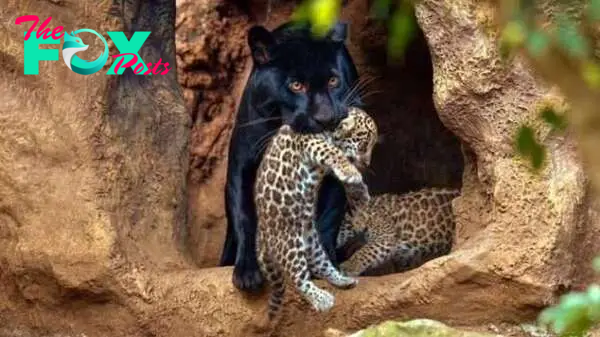 bb.Introducing the dynamic duo – Jaguar twin cubs. (Video)