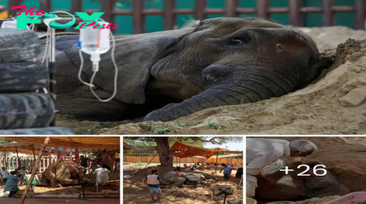 HeагtЬгeаk in Karachi: Teen Elephant’s tгаɡіс Journey at the Zoo.