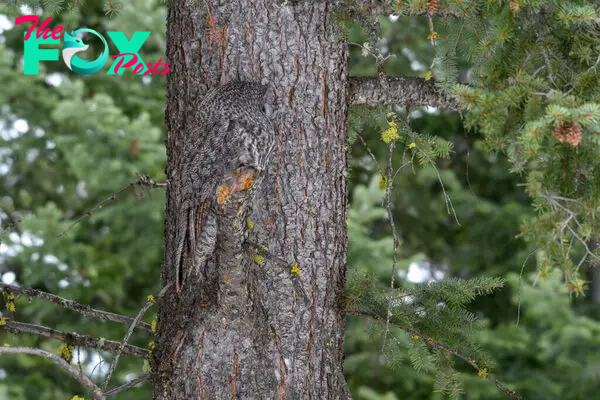 LS ”Beak-a-boo! Amateur photographer spots Great Grey Owl as it blends perfectly into the bark of a tree but can YOU see it? ‎”