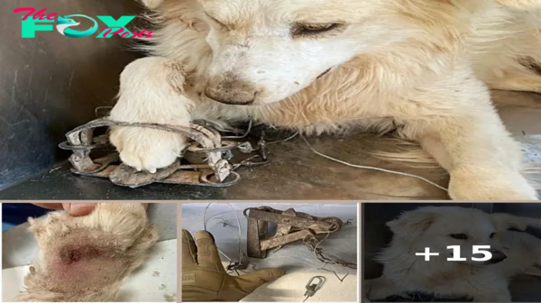 Lost Pup Gets His Foot Caught In Illegal Trap While Trying To Find His Family