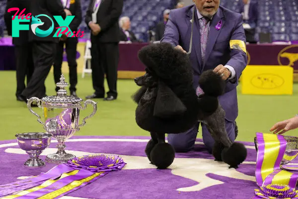 The 2024 Westminster Dog Show in Photos: Sage the Miniature Poodle Fetches Top Prize