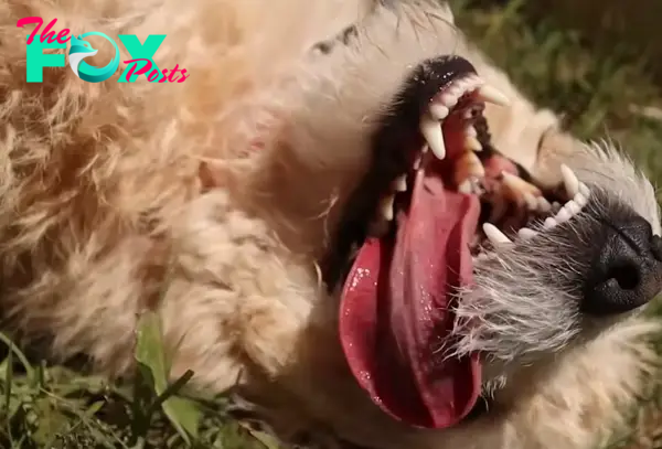 Sick Dog Aimlessly Wandering Near Busy Road Finds Himself Utterly Alone with No One to Look Out for Him