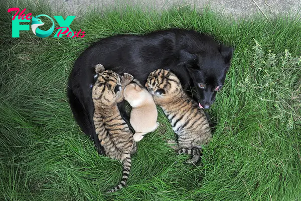 SAO.Video Captures Heartwarming Moment: Two Tiger Cubs Embraced by Loving Dog Mother.SAO