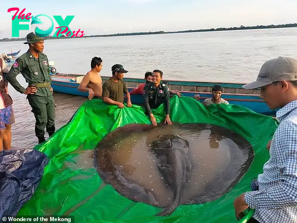 f.The world’s largest freshwater fish mysteriously weighs as if it were pulled out of the water.f