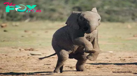 SZ “How adorable! Just witnessed a baby elephant’s playful moment in the wіɩd.” SZ