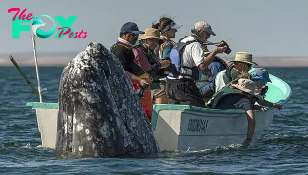 LS ”Humorous Scene: Sneaky Whale Appears Behind Observers as They Gaze in the Wrong Direction”