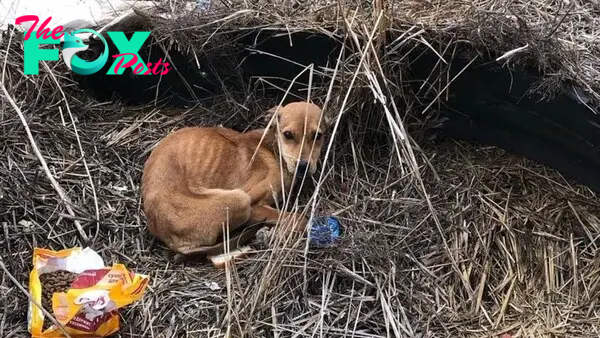 tl.Dog Battles for Survival in Filthy Sewer: Cold, Hungry, and on the Brink of Starvation