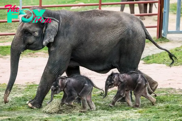 bb. The arrival of rare twin elephants at a New York Zoo creates a historic moment, captivating the world with the marvels of nature and highlighting a significant milestone in wildlife conservation.