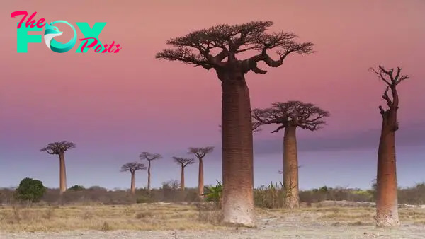 Bizarre evolutionary roots of Africa's iconic upside-down baobab trees revealed