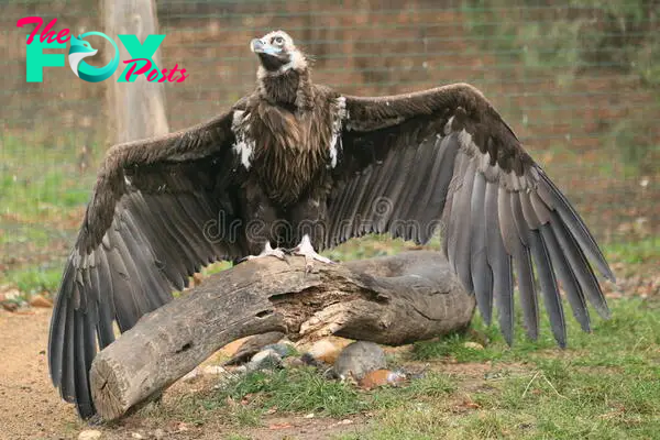 LS ”Scientists have recently captured a bizarre giant bird with enormous wings.”