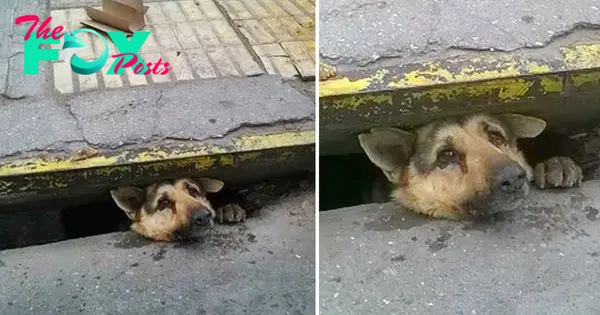 rom. A heartwarming display of selflessness unfolds as a man risks everything to rescue a dog trapped in a rain-soaked sewer, earning admiration and respect from every corner.