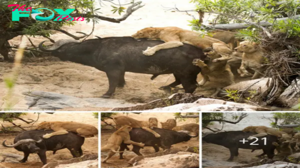 Lamz.Indomitable Spirit: Elderly Buffalo Defies Five Lions in Astonishing Wildlife Encounter