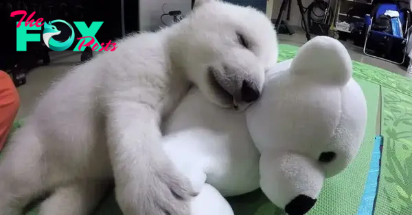 bb. “Heartwarming: Baby Polar Bear Comforted by Stuffed Animal’s Sweet Sounds as Zookeepers Provide Care” – a touching scene of nurture and comfort in the animal kingdom.