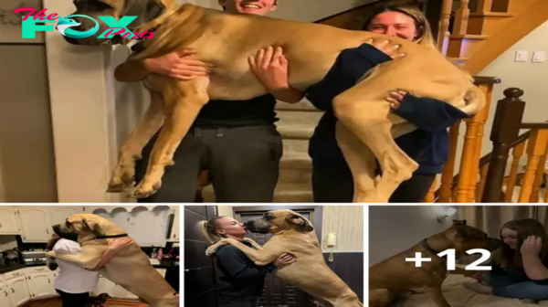 Lamz.From Yearning to Love: A 190-Pound Gentle Giant Finds a Forever Home After 350 Days, Melting Hearts with Every Step