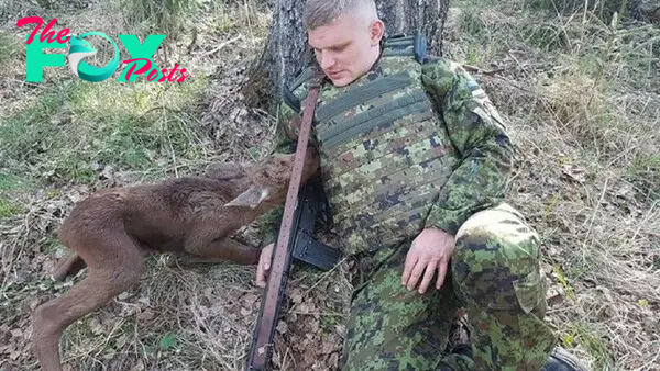 Baby Moose Approaches Soldier In Forest, Then He Realises He’s Trying To Tell Him Something