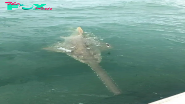 tl.Fishermen scream as 15ft sea monster emerges from water after latching onto bait ‎