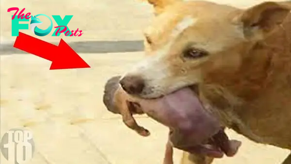 f.The brave dog who saved an abandoned baby from the trash received many compliments.f