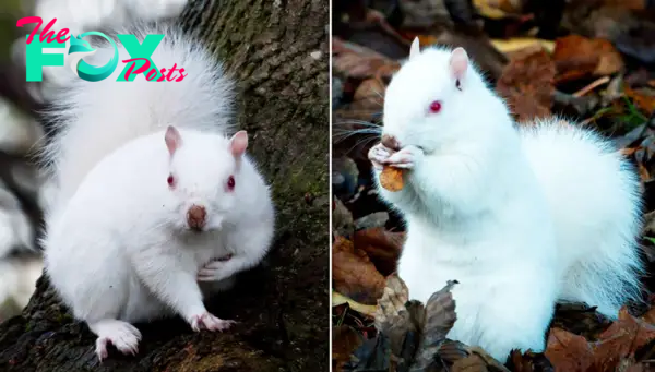 Aww Rare Encounter: Photographer Captures Stunning Images of One of the Nation’s 50 Albino Squirrels.