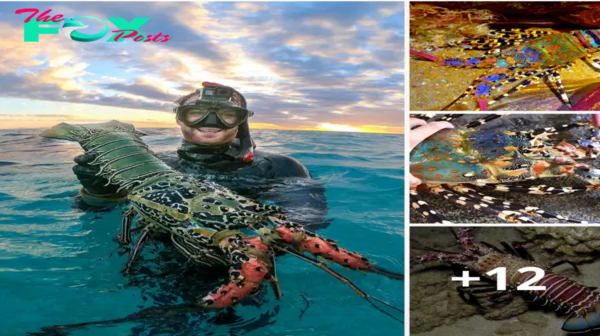 Lamz.In the Clear Lagoon Waters of the Great Barrier Reef: Scuba Diver Encounters a Massive Crayfish