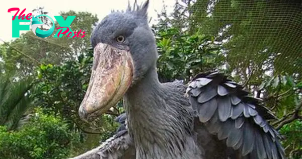 nht.Staggering Avian Spectacle: Giant Bird Leaves Observers Astonished by Consuming Full-Grown Leaves! ‎