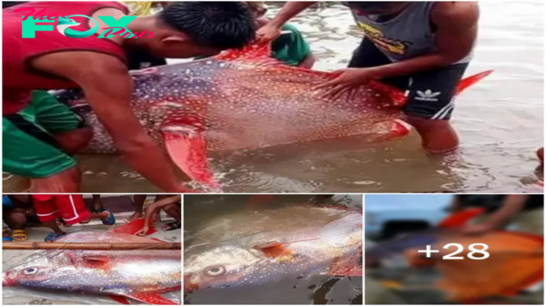 3S “Rare Encounter: Giant Deep-Sea Moonfish Surfaces in a Breathtaking Display Following a 6.6 Magnitude Earthquake – Unraveling the Fascinating Mystery!” 3S