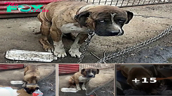 Miserable Dog Was Strangled By Heavy Chain For Years, Starved & Ignored By Owner