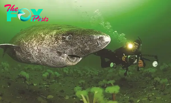 h. “Journey Through Time: American Scientists Discover 550-Year-Old Greenland Sharks, Born in the 17th Century, Beneath the Arctic Ice”