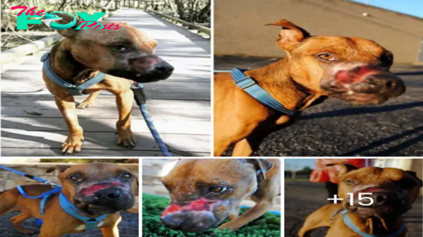 Heart-Wrenching Plea: Lost Dog Desperately Stops Every Car in Traffic, Begging for Rescue in a Touching Display of Hope