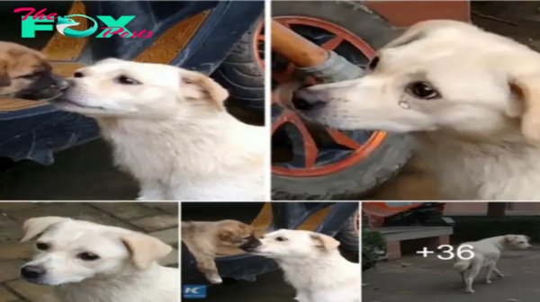 Lamz.Heartbroken Goodbye: Mother Dog Bids Farewell to Her Adopted Puppy