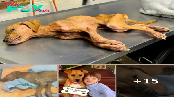 They Save Abused Dog From Brink Of Death, Dog Repays Them By Saving Their Son