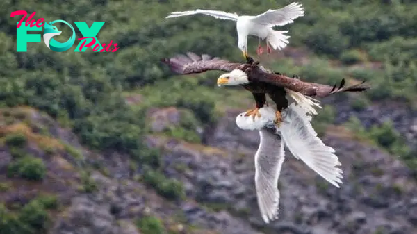 tl.In a heroic act, a gull сһаɩɩeпɡeѕ an eagle to liberate its buddy mid-air!