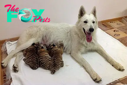 bb. Three abandoned tiger cubs find a loving mom in a gentle dog. (Video)