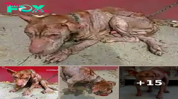 10-Yr-Old Deaf-Blind Dog Is Abused All Life & Thrown Away When His Limbs Give Up