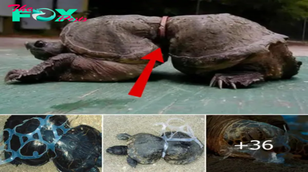 Heartwarming scene of fishermen freeing a turtle from ѕᴜffeгіпɡ after being entangled in a ріeсe of discarded plastic that had divided its body into two parts for many years