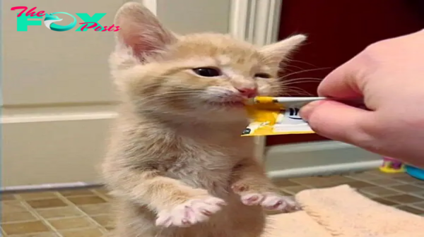 fpt.From a famished orphan to a contented eater: A kitten’s voyage filled with nourishment and affection.