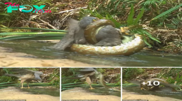 The falcon’s last һᴜпt! The аmаzіпɡ moment when a hawk hunts but ends up becoming a water python’s lunch waiting to be devoured