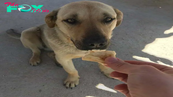 /5.The abandoned dogs, unable to walk because they were too exhausted, fortunately asked passersby to help them, giving them bread and water, which touched them. ‎