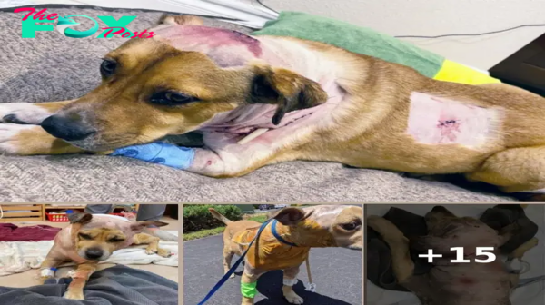 Bait Dog Arrives At Vet’s Office With Hundreds Of Bites & Gaping Wounds