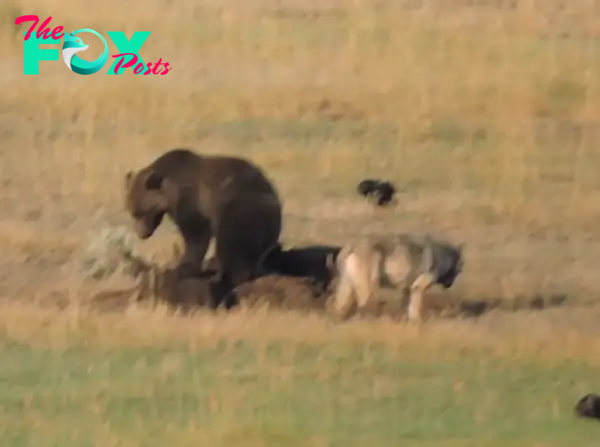 Battle of the Wild: Grizzly Bear Fiercely Defends Bison Carcass Against Starving Wolf in Yellowstone National Park Showdown