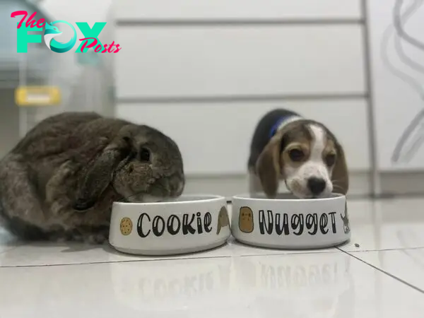 QT The Endearing Friendship Between a Beagle Puppy and a Bunny