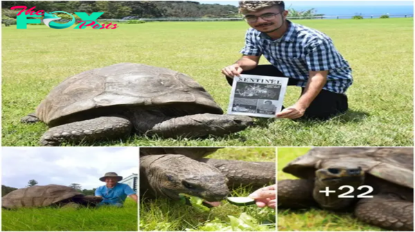 ST “Introducing Jonathan, the 190-Year-Old Turtle: A Remarkable Tale of Resilience and Stamina, Reflecting Earth’s Timeless Legacy!” ST