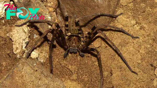 Giant huntsman spider: The world's largest spider by leg span