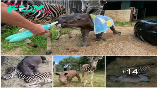 A warm friendship: The orphaned zebra and rhinoceros find support and love in each other