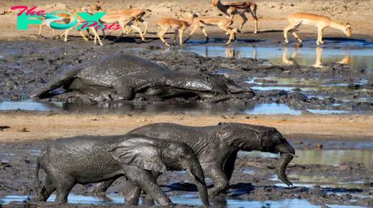 Adorable Baby Elephant Delights in Mud Bath, Almost Disappears Under Muddy Mess