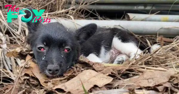 Abused and Abandoned Pit Bull Finally Finds the Loving Home and Life She Deserved After Years of Neglect