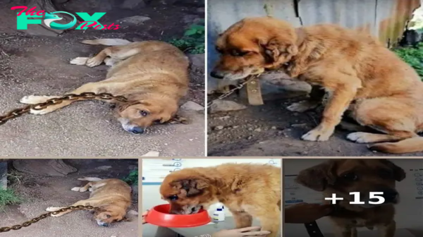 Dog Sрends 12 Years Chained Uр In Dirt Waiting For His Day To Come