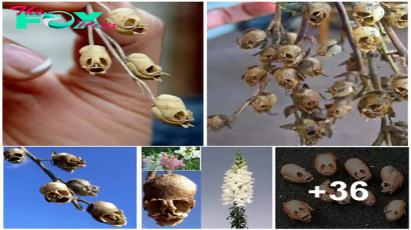 Snapdragon flowers turn into macabre human looking skulls when they ɗι̇e