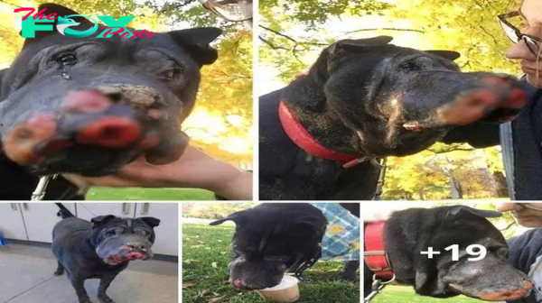 A little boy rescues a dying dog who cries when it’s time to say goodbye.